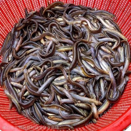 养殖泥鳅苗饲料成本低 中国台湾泥鳅大副鳞泥鳅苗