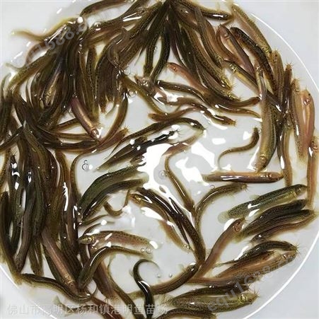 养殖泥鳅苗饲料成本低 中国台湾泥鳅大副鳞泥鳅苗