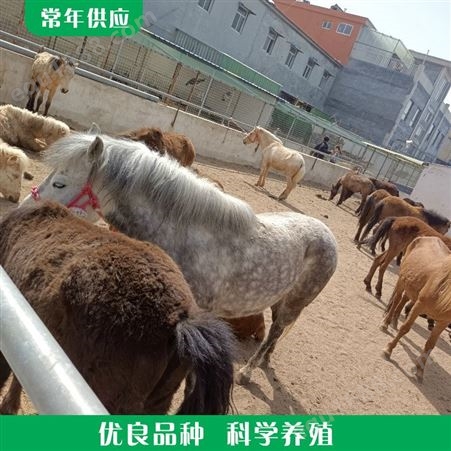 动物园矮马 繁殖育肥矮马 小矮马养殖场 价格报价