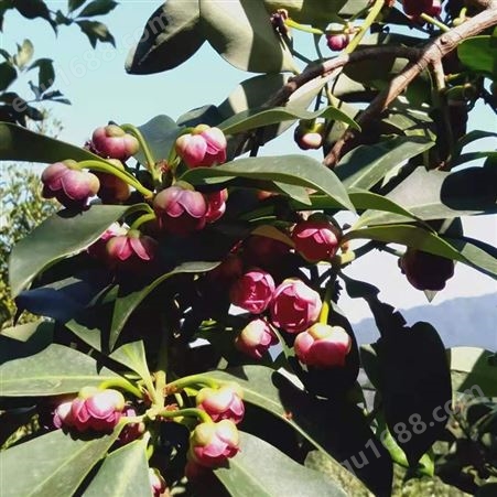 正规河南省的气候能种植大茴香树 大茴香树苗种植 大红八角品种生产厂家