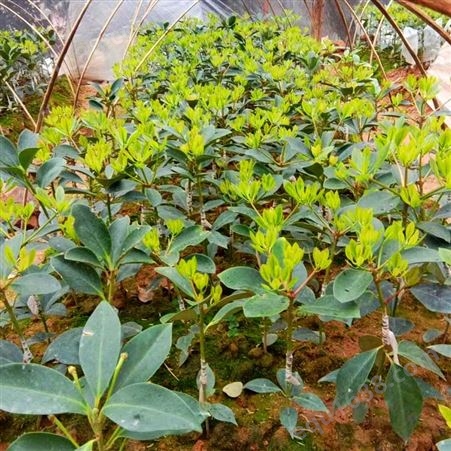 正规河南省的气候能种植大茴香树 大茴香树苗种植 大红八角品种生产厂家