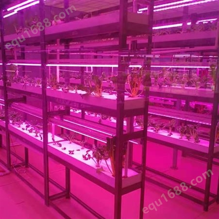 蔬菜工厂化种植植物工厂设备 科研院校智能种植设施育苗设备