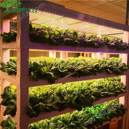 蔬菜工厂化种植植物工厂设备 科研院校智能种植设施育苗设备