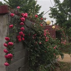 安邦1.5米四季蔷薇 大花蔷薇浓香型爬藤植物 庭院花卉日本蔷薇苗