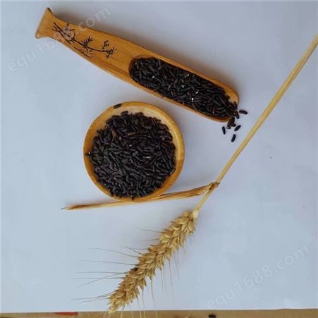 厂家出售农家自产黑米 五谷香 杂粮大米黑米 长期供货