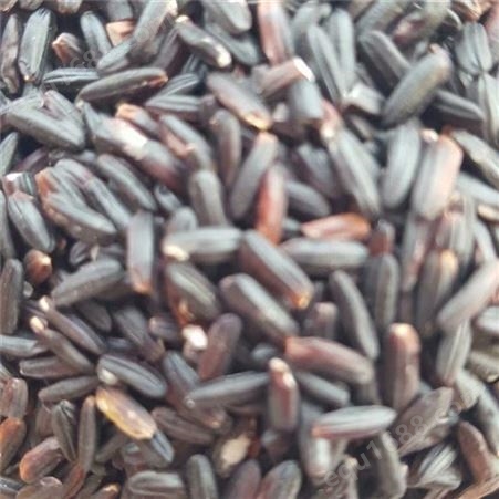 农家自产黑米 五谷香 应季黑米杂粮 长期供货