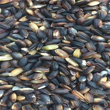 厂家出售农家自产黑米 五谷香 杂粮大米黑米 长期供货