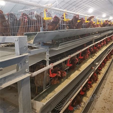 蛋鸡设备 自动化蛋鸡设备 现代化蛋鸡设备 蛋鸡养殖设备