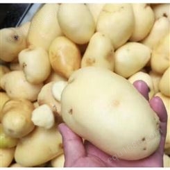 哈尔滨洗土豆机器 土豆清洗去皮机 胡萝卜清洗机 厂家特惠直供