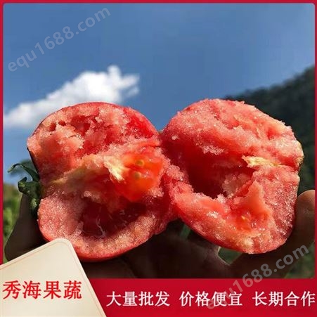 硬粉西红柿 粉色沙瓤西红柿 个大饱满 生吃爆甜