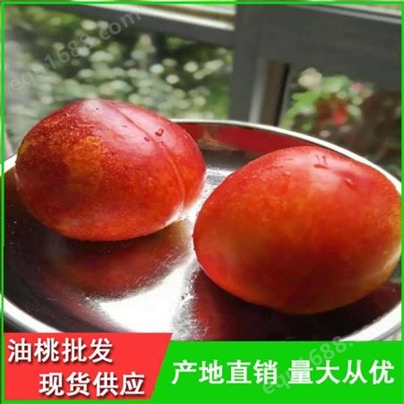 早熟油桃批发价格-丽春早红宝石油桃供应商-昊昌