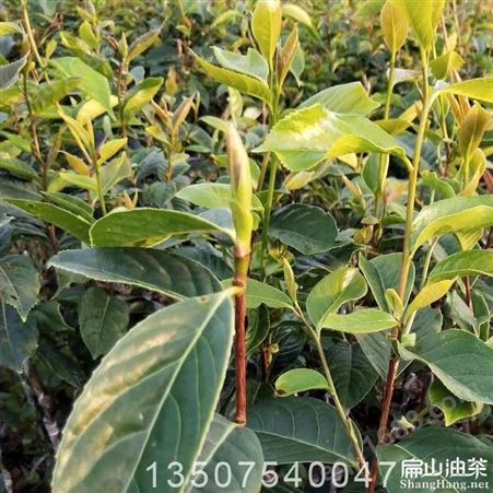 毕节都匀大果茶苗种植基地860亩茶树茶籽鲜果1-2斤一个