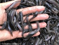 三黄塘鲺鱼苗养殖技术 塘角鱼水花养殖技术 敏捷渔业