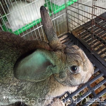 江西九江大规模比利时种肉兔子养殖基地 标准新西兰肉兔养殖场品种多