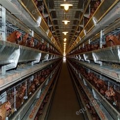 批发设备销售 阶梯式蛋鸡笼 养殖场鸡笼 育雏鸡笼