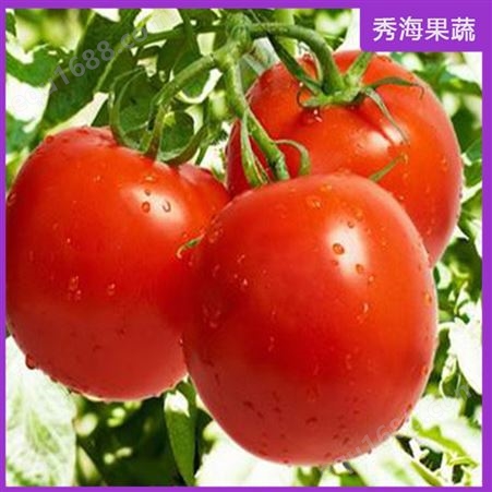 西红柿 不捂红大番茄 硬果西红柿 诚招市级代理商