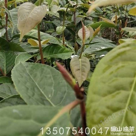 毕节都匀大果茶苗种植基地860亩茶树茶籽鲜果1-2斤一个