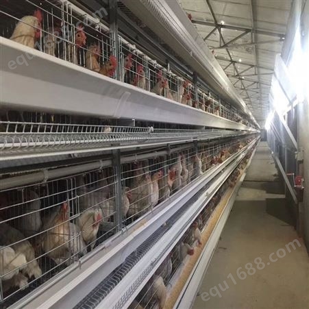批发设备销售 阶梯式蛋鸡笼 养殖场鸡笼 育雏鸡笼