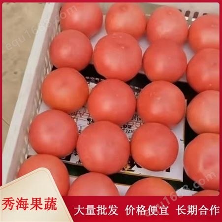硬粉沙瓤西红柿 大粉西红柿 基地直销 秀海果蔬