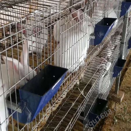 组合阶梯式兔笼 双层仔母兔笼 无底肉兔笼厂家 定制销售