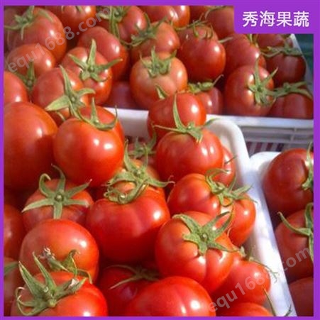 生态种植西红柿 生吃水果番茄 健康 经济实惠