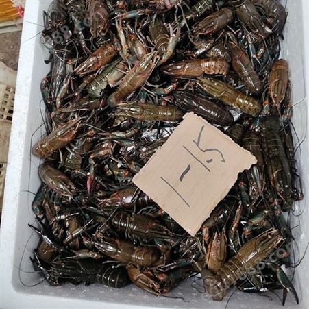 潜江人工养殖澳龙11月新货一两到一两五规格澳洲淡水小龙虾40元每斤