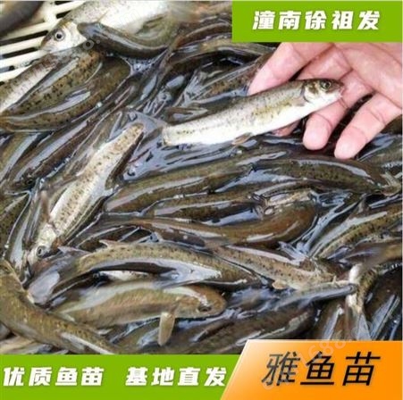 雅鱼鱼苗 雅鱼苗饲养鲜活水产特种鱼供应 淡水鱼苗精选