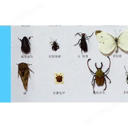 农业虫害标本 直销干制昆虫标本 昆虫干制标本