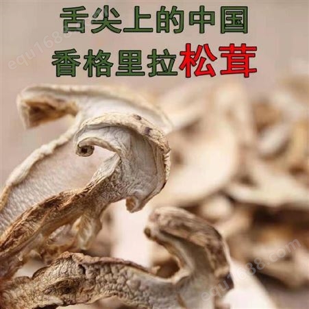 高原松茸批发 丽江兴禾农业种植有限公司