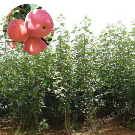 兴禾苹果苗价格 大量销售 品种保证 丽江兴禾农业种植有限公司