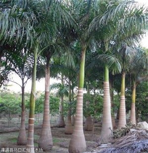 浙江大王椰子移植苗棕榈科苗木批发基地量大从优_成活高