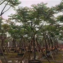 江苏产地供应栾树 全冠中国台湾栾树 景观园林工程供应