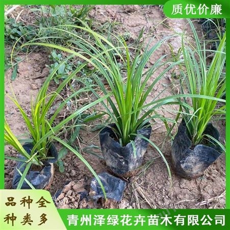 青州青绿苔草种植基地 泽绿 批发青绿苔草苗子 质量优
