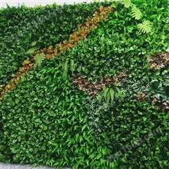 苏州生态植物墙定制 垂直绿化植物墙