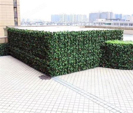 苏州生态植物墙施工 垂直绿化植物墙
