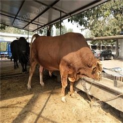 种牛出售-刚出生小牛价格-种牛养殖-鲁西黄牛自养自销-龙翔牧业
