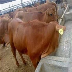 养殖场-常年供应-鲁西黄牛种牛犊-牛苗养殖-龙翔牧业