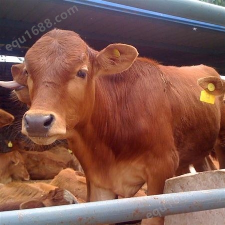 出售鲁西黄牛-小种牛-鲁西黄牛-利木赞母牛繁殖-龙翔牧业