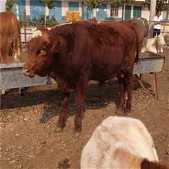 种牛养殖场 纯种鲁西黄牛苗 三元杂交种牛犊 鲁西黄牛价格 龙翔