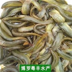 中国台湾泥鳅苗 惠州中国台湾泥鳅苗 粤丰水产