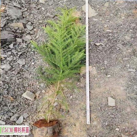柳杉树的特点 贵州柳杉种苗批发 新品种