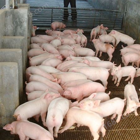 良种长白猪30斤小猪仔养殖场二元仔猪三元仔猪肉猪苗瘦肉型