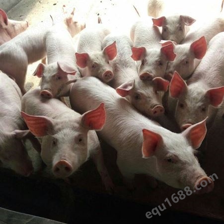 良种长白猪30斤小猪仔养殖场二元仔猪三元仔猪肉猪苗瘦肉型