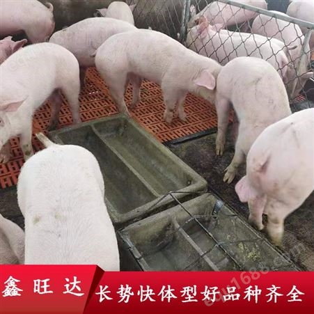 thmz-003太湖母猪 优质纯种苏太母猪 猪厂二元母猪 种母猪