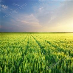 蜂窝物联智慧水稻种植管理解决方案