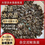 津县泥鳅苗 大批量批发供应中国台湾泥鳅大副鳞泥鳅苗