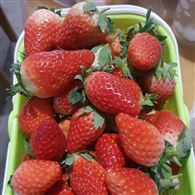 柳州京桃香草莓苗哪里便宜